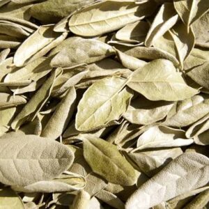 Boldo do Chile – 100g