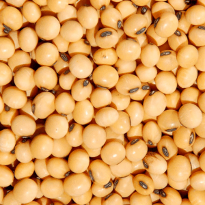 Soja em Grão – 100g